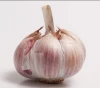 Chinese white garlic is good in quantity and price