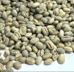 Kenya Arabica Coffee Beans – Freshly Processed Export Supply