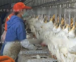 chicken slaughtering equipment