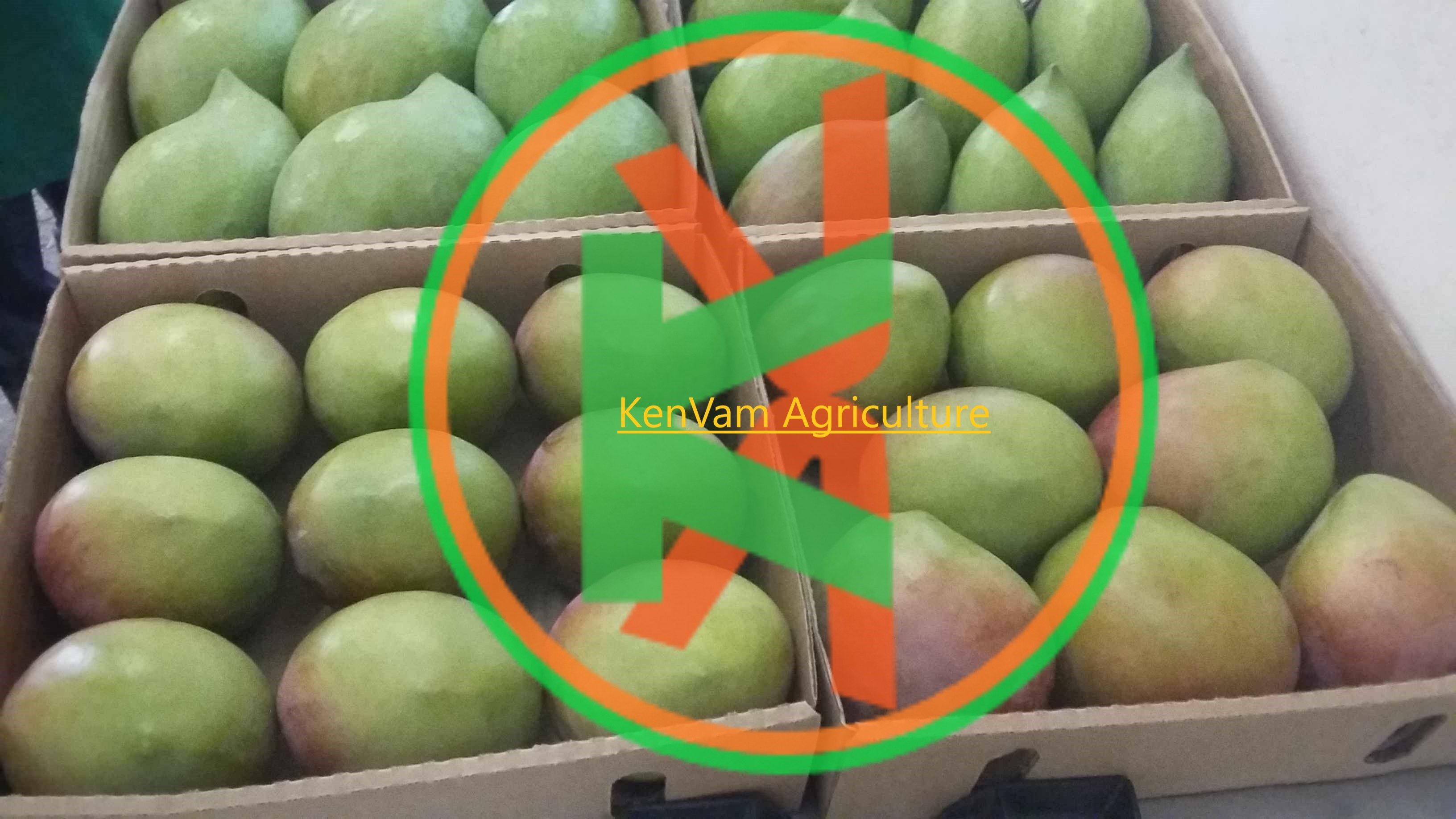 Buy Fresh Mangoes from KenVam Agriculture, Kenya