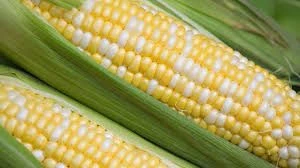 Yellow Corn For Poultry Feed,Wholesale Price Non-Glutinous Yellow Corn Maize Seeds
