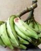 Green plantain banana
