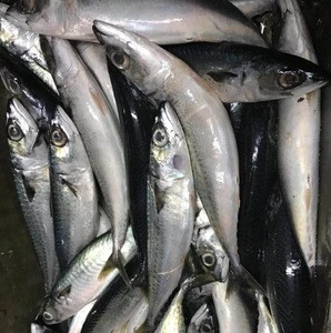 100% Quality Sea fish best seafood with fresh frozen mackerel fish/ pacific mackerel