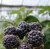 100 Seeds Hybrid Black Raspberry Seedlings For Planting