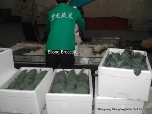 2012 new crop fresh broccoli