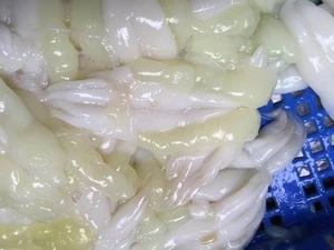 2016 Best selling Frozen Illex Squid Roe Grade A