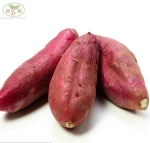2019 Sweet potato/FROZEN SWEET POTATO