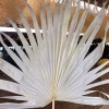 30-40cm Decorative Preserved White Palm Leaf Leaves for Decoration Flower Arrangement Celebration Party Anniversary Celebration