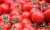 Import 800g Giuseppe Verdi GVERDI Canned Tomato Paste from Italy
