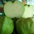 Import Adorable Fresh Guava FRESH GUAVA FRUITS From South Africa from Austria