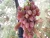 Import All Egyptian Grapes variety from Egypt