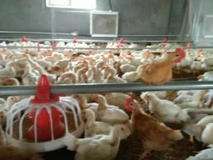 animal husbandry using chicken house feeding line and drinking line for broiler
