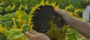 Argentina sunflower high oil seeds