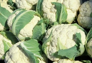 Best price Fresh Organic Cauliflower