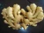 Import best Quality Natural Farmer Shell Ginger from China