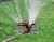 Import Best selling functional irrigation sprinkler garden sprinkler for garden park lawn farm from China