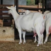 Boer Goats, Live Sheep & Live Goats, Dorpers, Kalahari Reds
