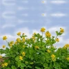 Celandine herb from Russia