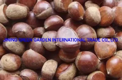 Chestnut New Chestnut China Fresh Chestnut Sweet Chestnut Hebei Shandong Dandong Chestnut Bulk Packing Wholesale 1kg Small Packing Top Quality Low Price Premium