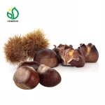 China Fresh Chestnuts ( Size:90-110 grains/kg) in Gunny Bag