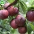 Chinese red sweet sour fruit iqf frozen half cut plums for sale