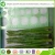 Import Defrost Frozen Fresh Green Asparagus For Sale from China