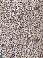 Direct supply  light speckled kidney beans long shape for sale