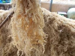 DRIED EUCHEUMA COTTONII SEAWEED FROM VIETNAM