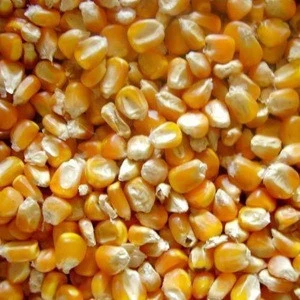 Dry Maize/Dried Yellow Corn/Dried Sweet Corn Best Price
