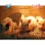 Import E27 Piglet Poultry waterproof Infrared Heating Lamp for animal from China