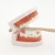 Import Eco-Friendly Biodegradable Bambu Teeth Brush Self Standing Custom Toothbrush Charcoal Bamboo Toothbrush from China