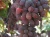 Import EGYPTIAN FRESH GRAPES ready to export for Greek Air port from Egypt
