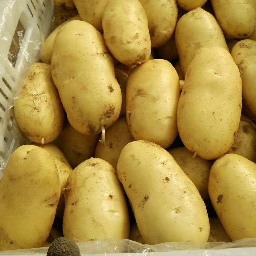 export Fresh sweet Potato  Pricesin China , Size 100-150g/ 200g and up