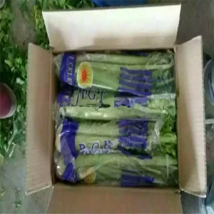 export high quality green vegetables , fresh celery