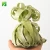 Import Farm cheap wholesale natural live air plant T.Streptophylla from China