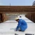 Import For roofing 1.5 mm EVA polymer self-adhesive waterproofing membrane from China