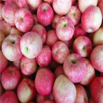 Fresh apple fruit Jonagold from Shandong 2015 new crop