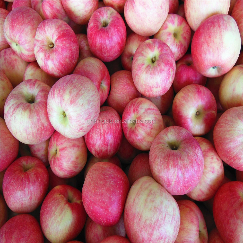 Fresh apple fruit Jonagold from Shandong 2015 new crop