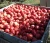 Import Fresh Apples ( Fuji, Gala, Red, Golden Delicious Apples) from South Africa