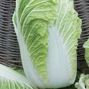Fresh Celery Cabbage ,Celery Cabbage ,New Harvest Fresh Celery Cabbage
