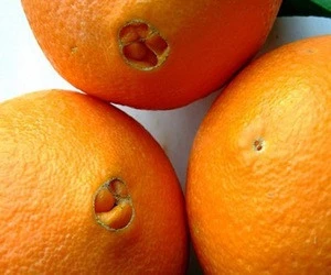 Fresh Citrus Fruits (Orange, Mandarin, Clementine)
