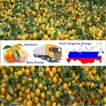 Fresh citrus fruits /Pongkam/ Lokam/Chinese oranges/Mandarin oranges/Kinnow
