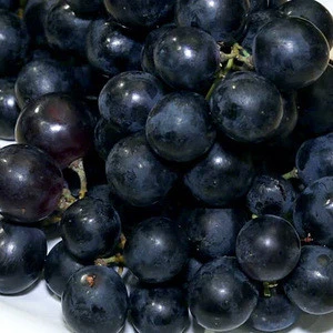 Fresh Grapes/Black Grapes/Sharad Seedless Grapes 2018