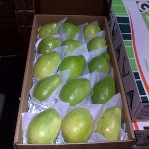FRESH GUAVA WITH BEST PRICE AND GOOD QUALITY