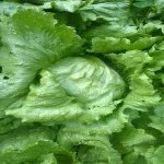 fresh indian cabbage From India