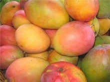 Fresh Mangos /Fresh Whole Peruvian Kent Mango