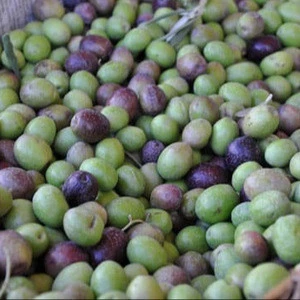 Fresh Olives ( Black and Green )