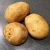 Import Fresh Potato Price for Export from Ukraine