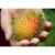 Import Fresh Rambutan Fruit, Tropical Fruit From Thailand ,Natural and Sweet Best Price High Quality from Thailand