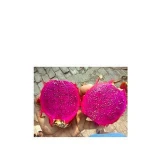 FRESH  RED DRAGON FRUIT FOR SALE IN EUROPE.